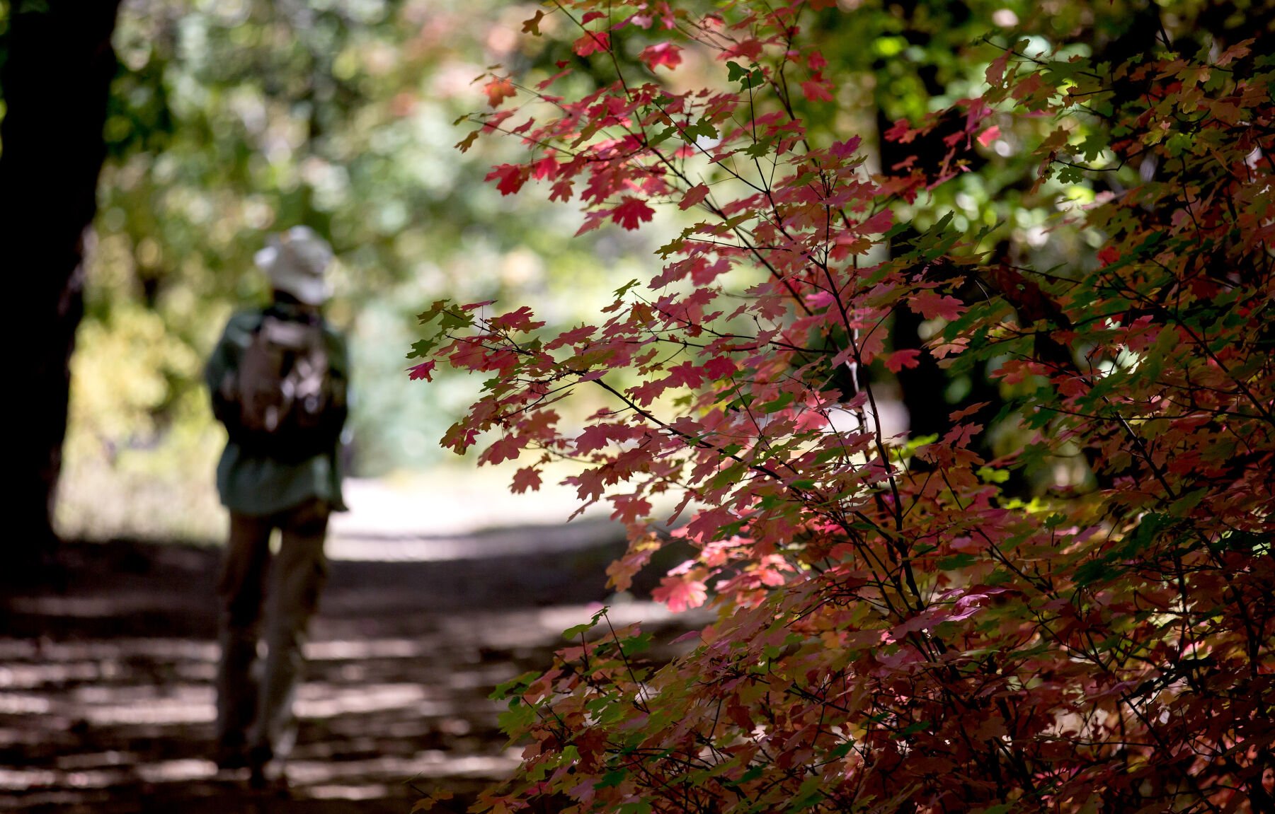 Fall colors